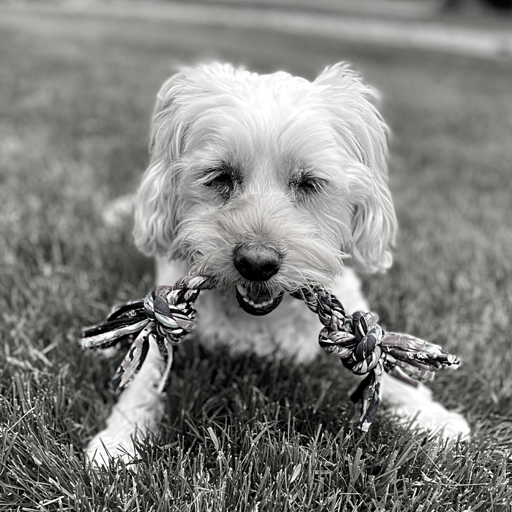 Upcycled Knotty Rope Chew Toy